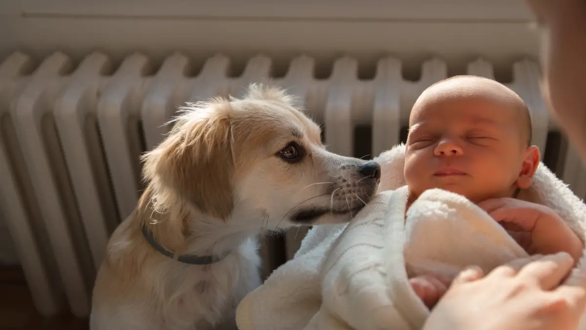 Living with pets- keeping your baby safe